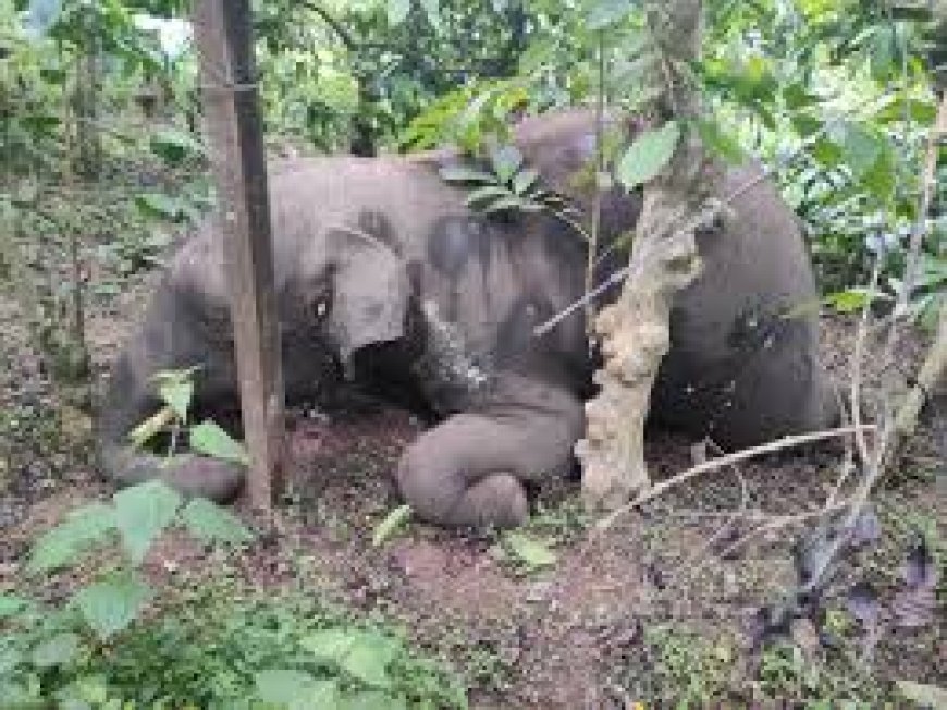 Three Elephants Electrocuted In Sambalpur